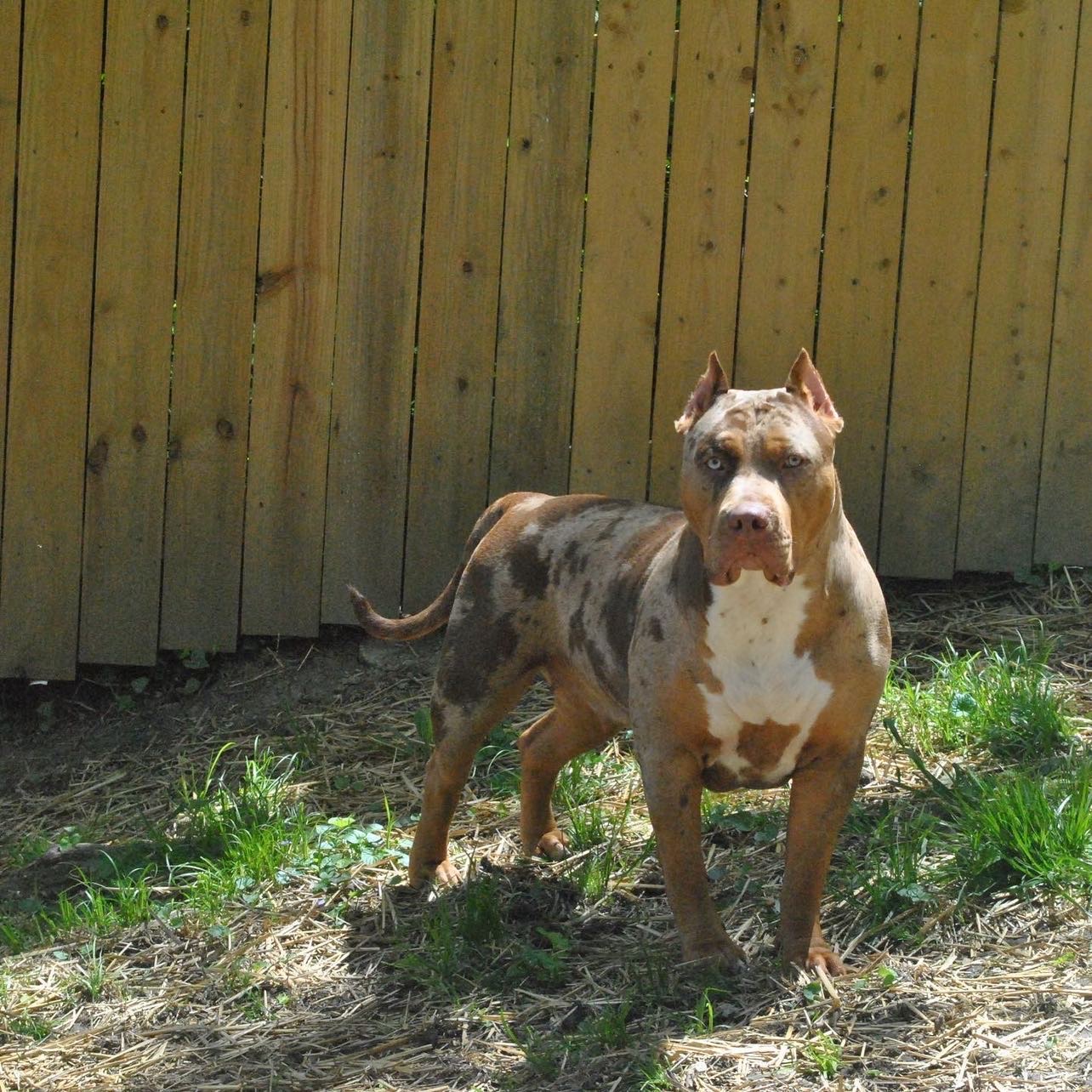 Dog Featured Image