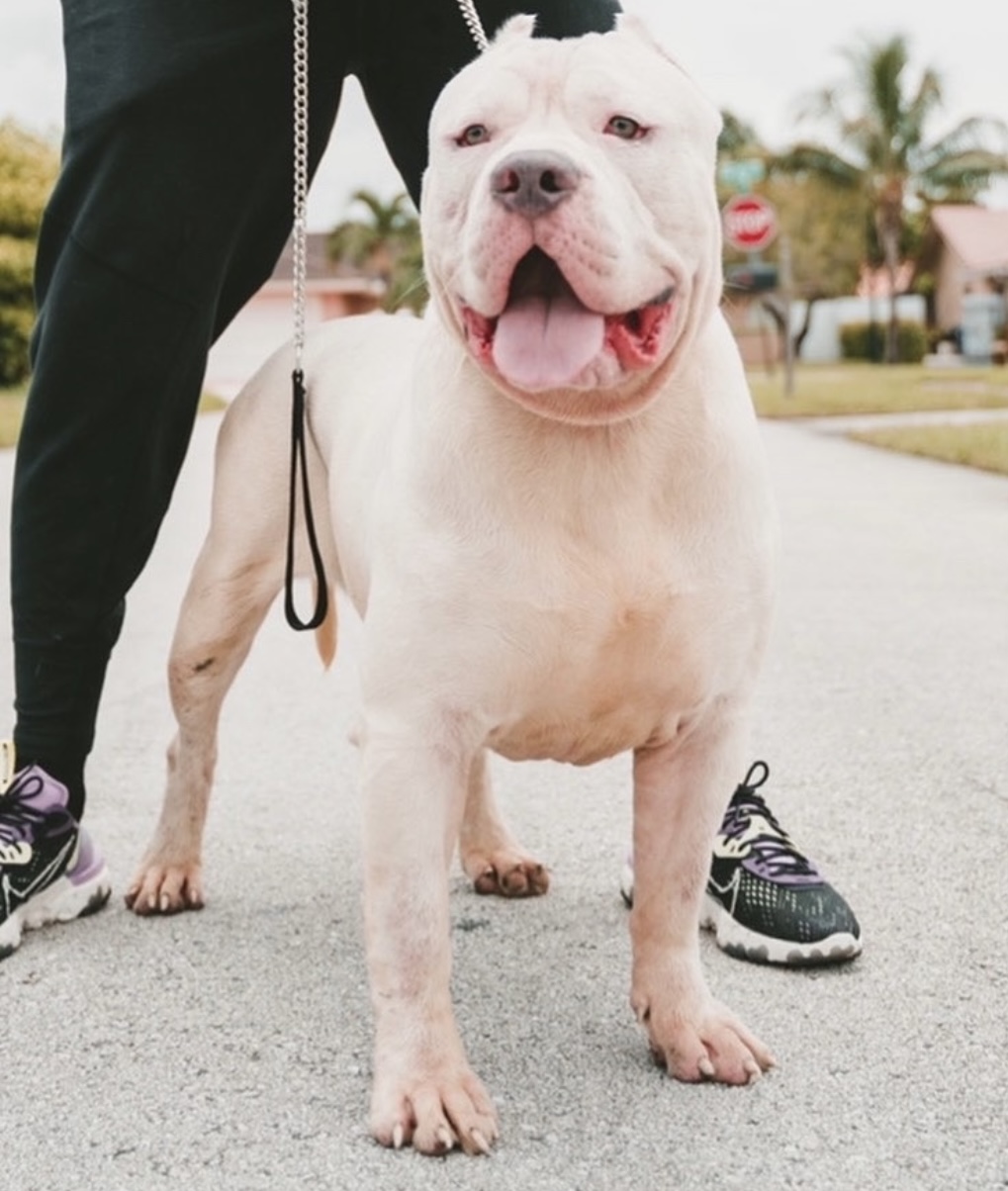 Dog Featured Image