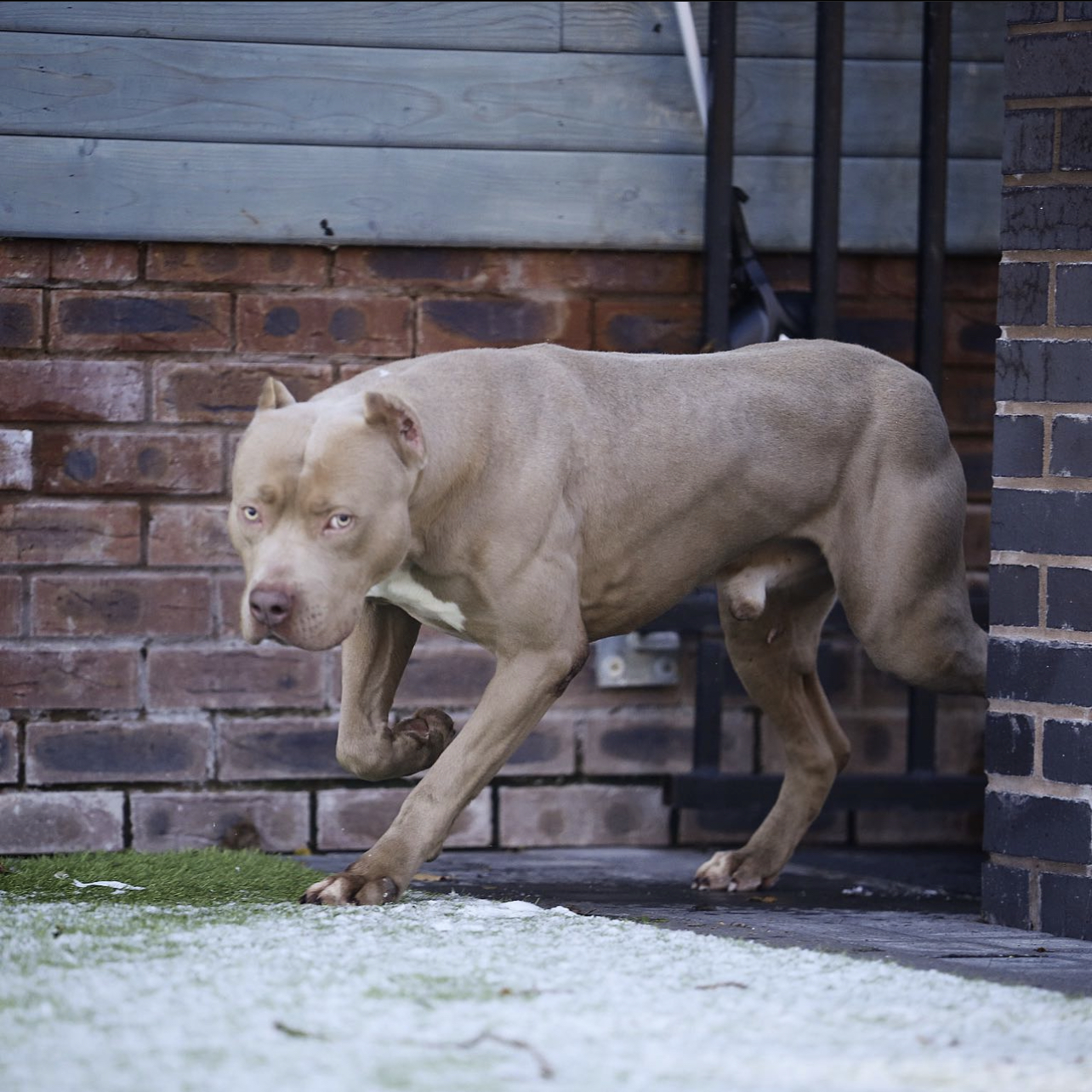 Dog Featured Image