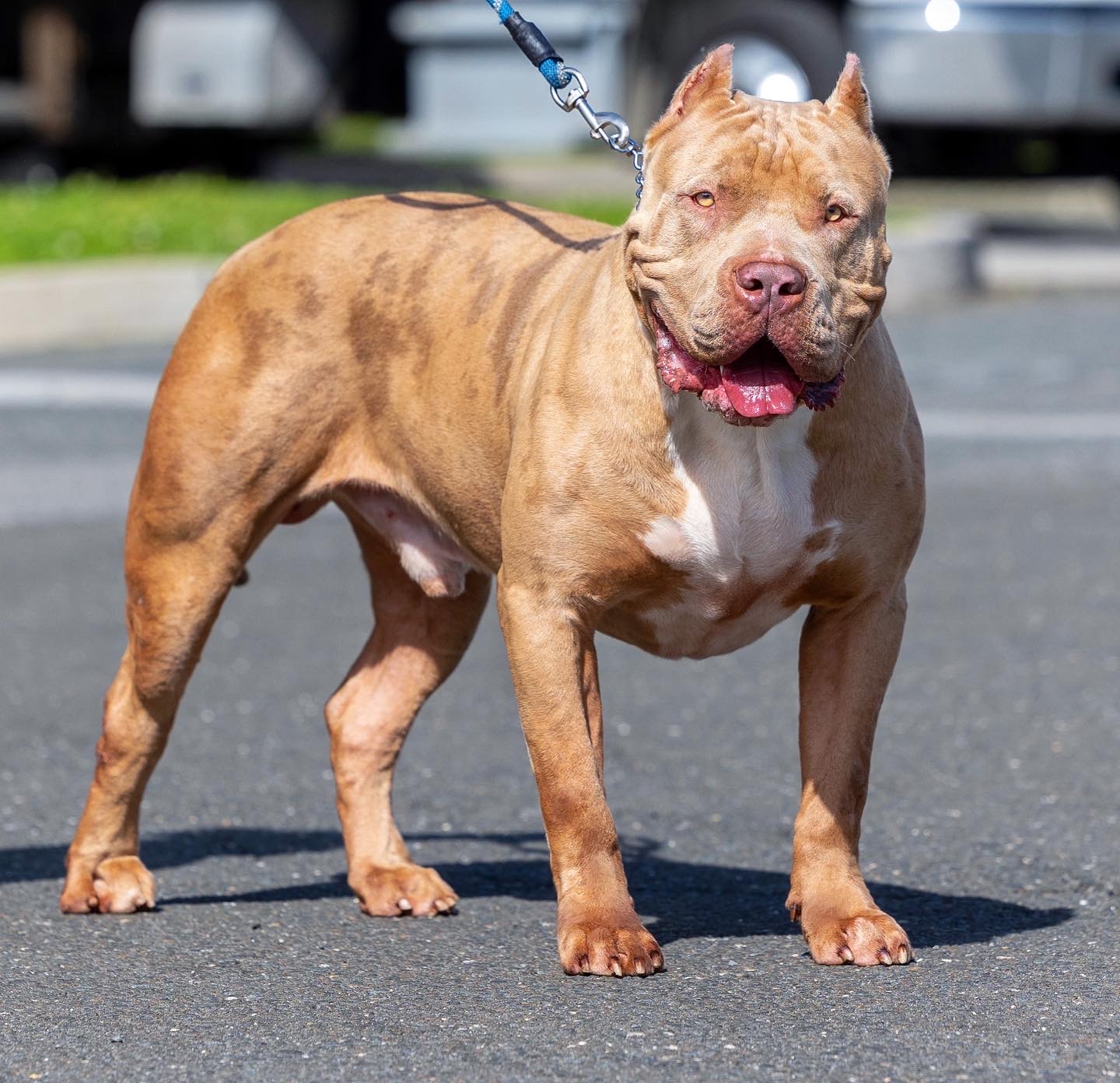 Dog Featured Image