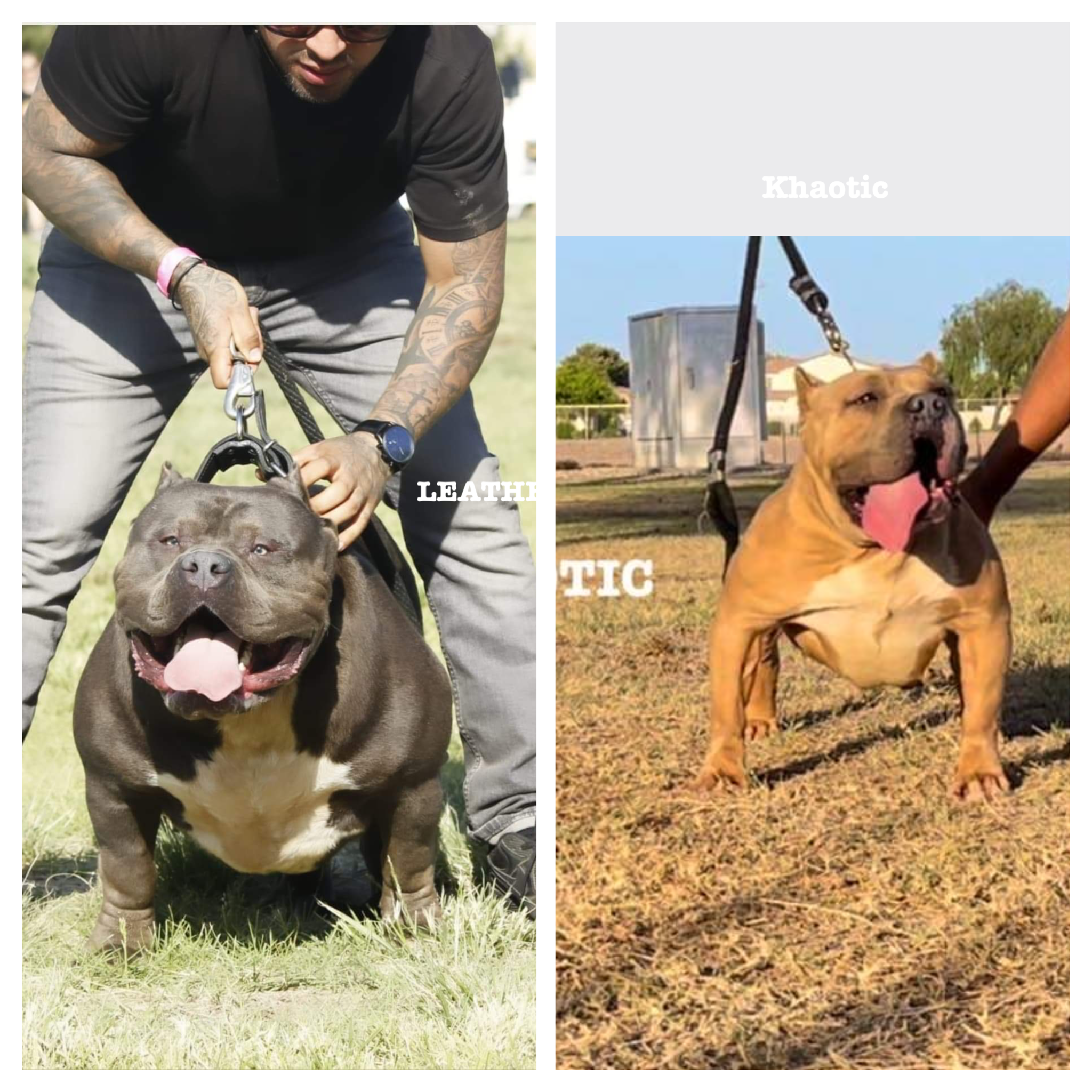 Dog Featured Image