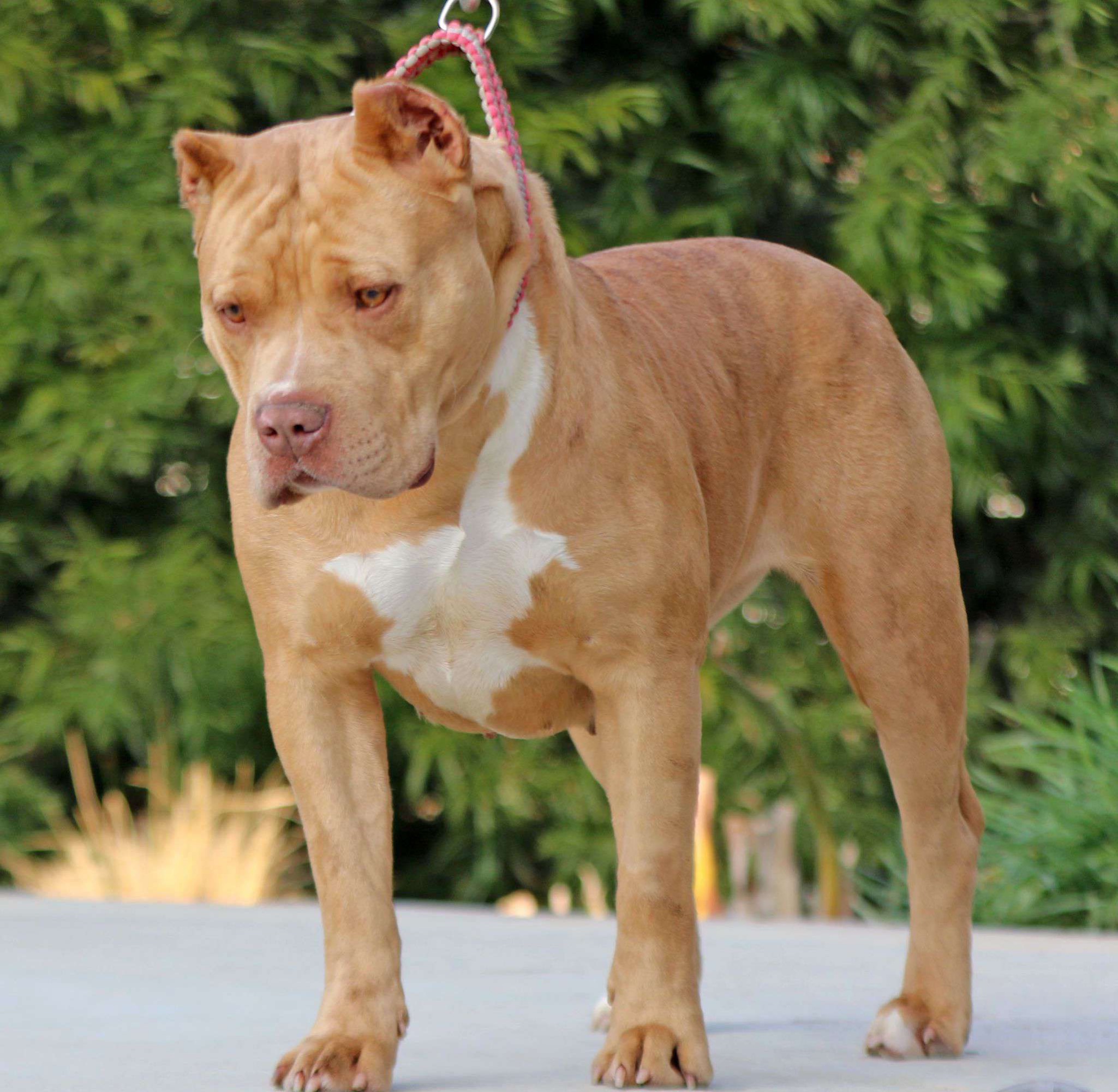 Dog Featured Image