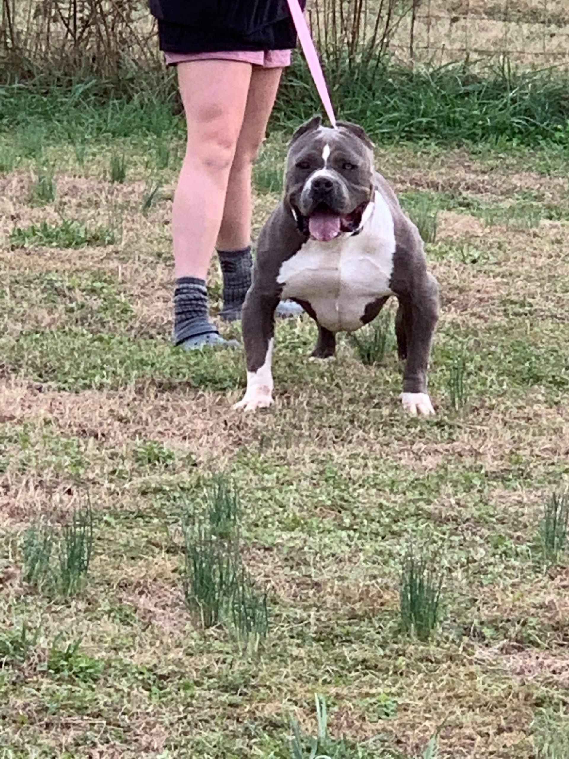 Dog Featured Image