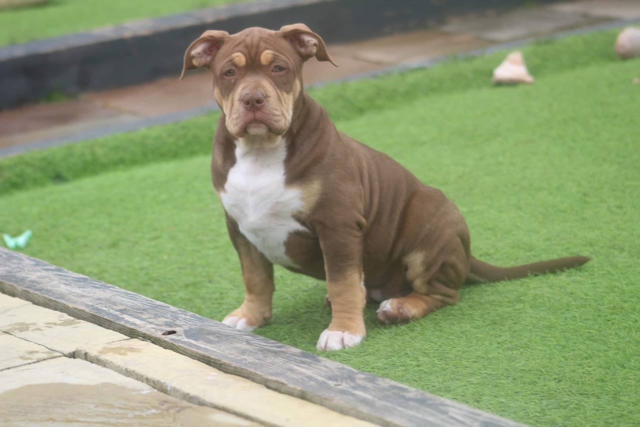 Dog Featured Image