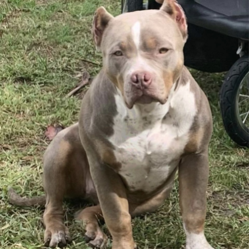 Dog Featured Image