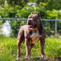 Dog Featured Image