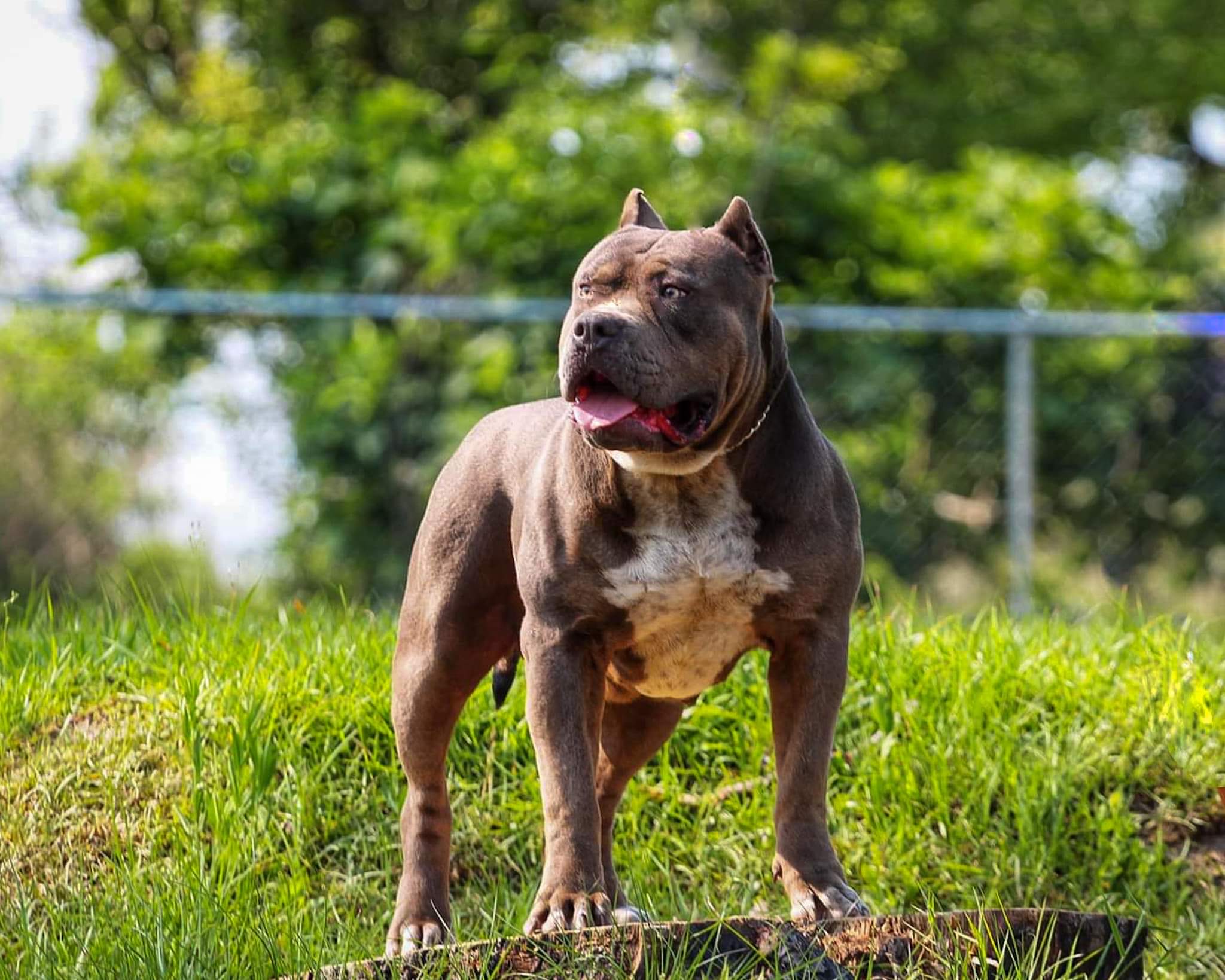 Dog Featured Image