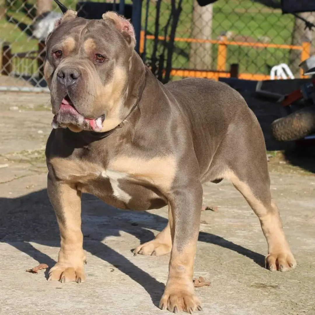 Dog Featured Image