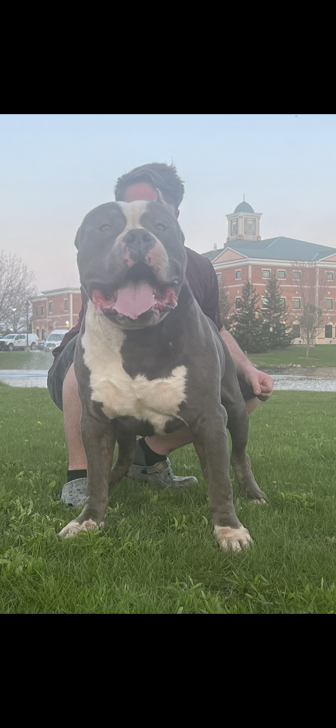 Dog Featured Image