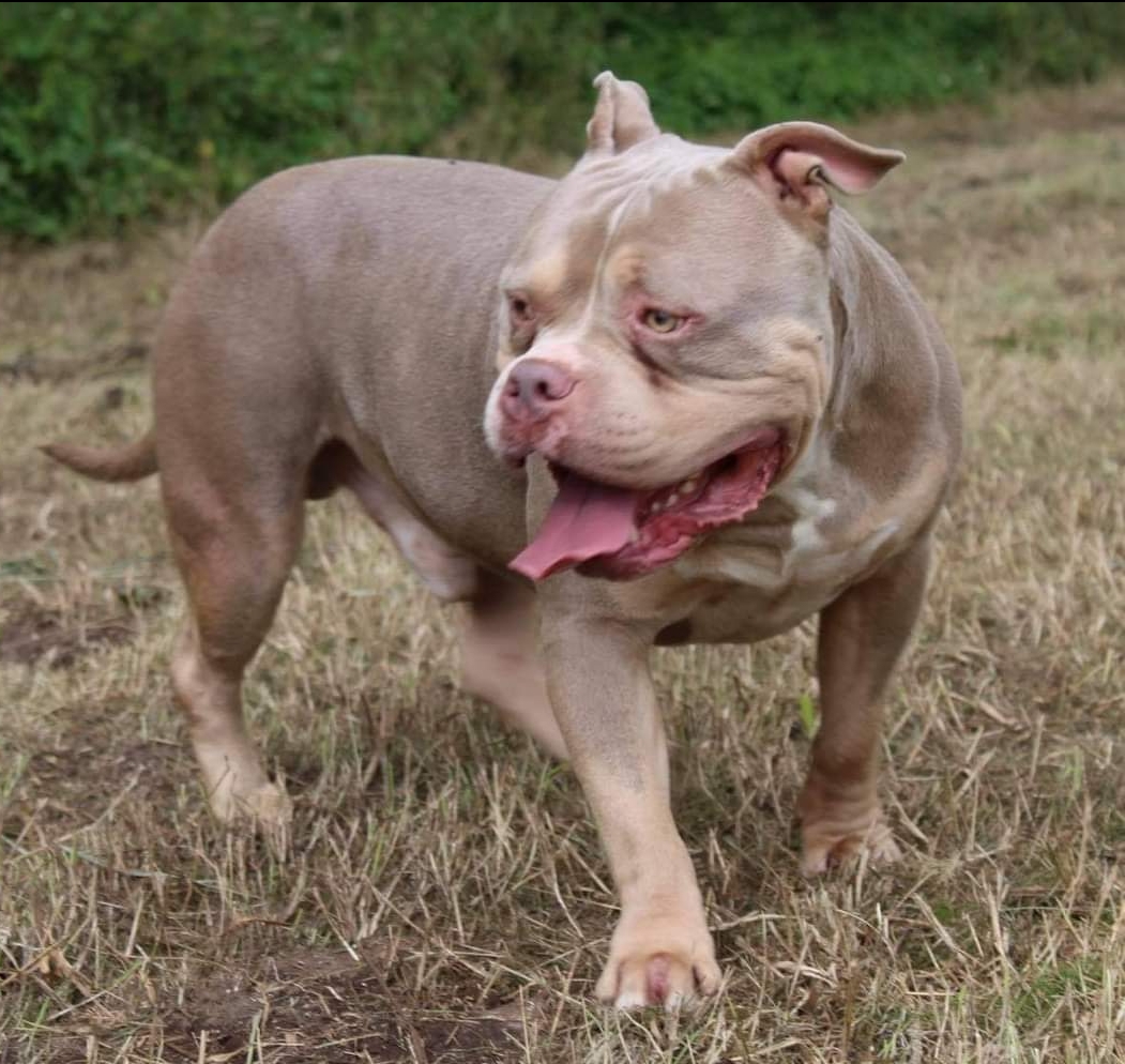 Dog Featured Image
