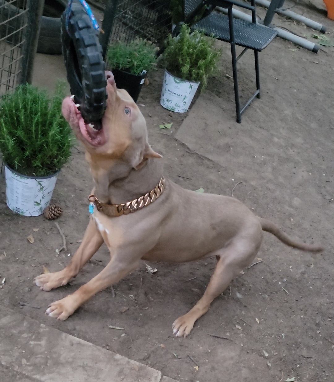 Dog Featured Image