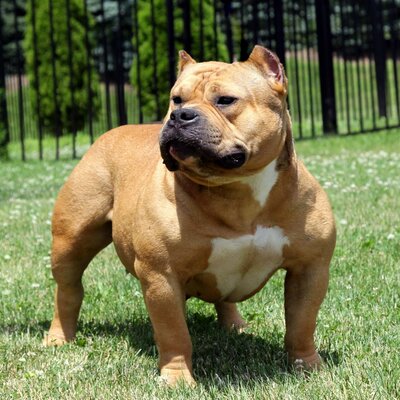 Dog Featured Image