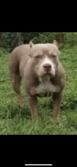 Dog Featured Image