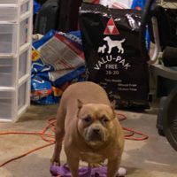 Dog Featured Image