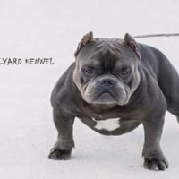 Dog Featured Image