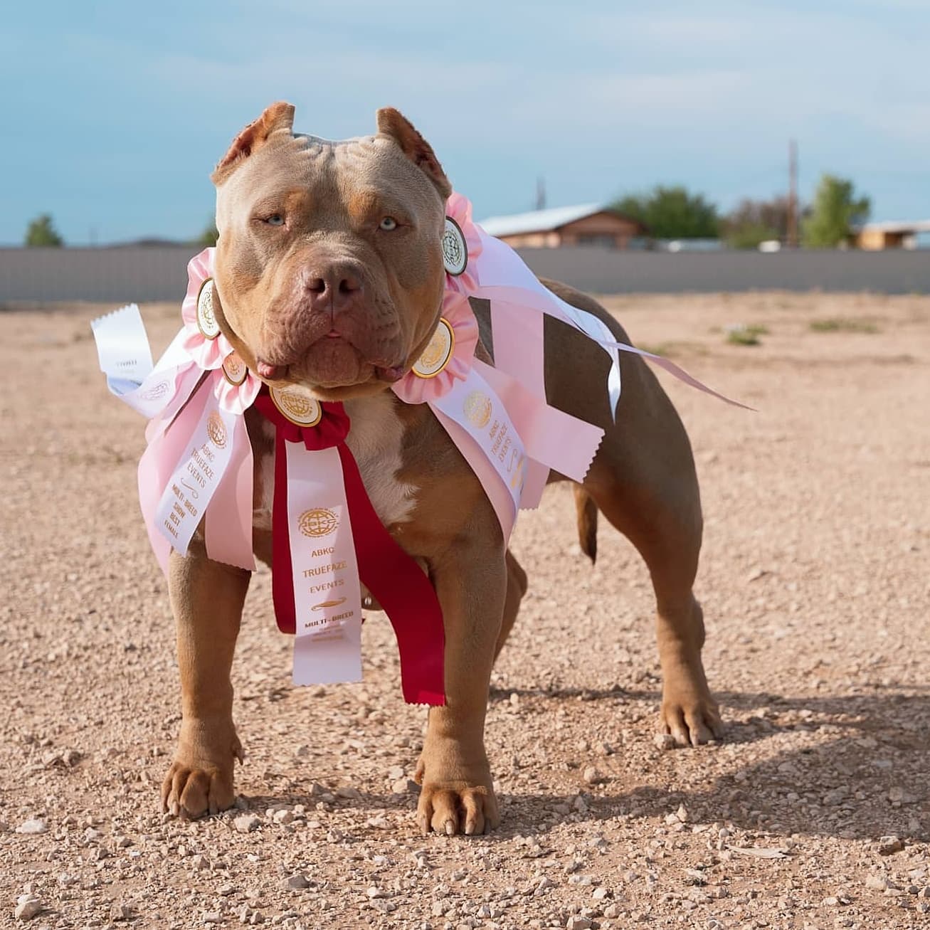 Dog Featured Image