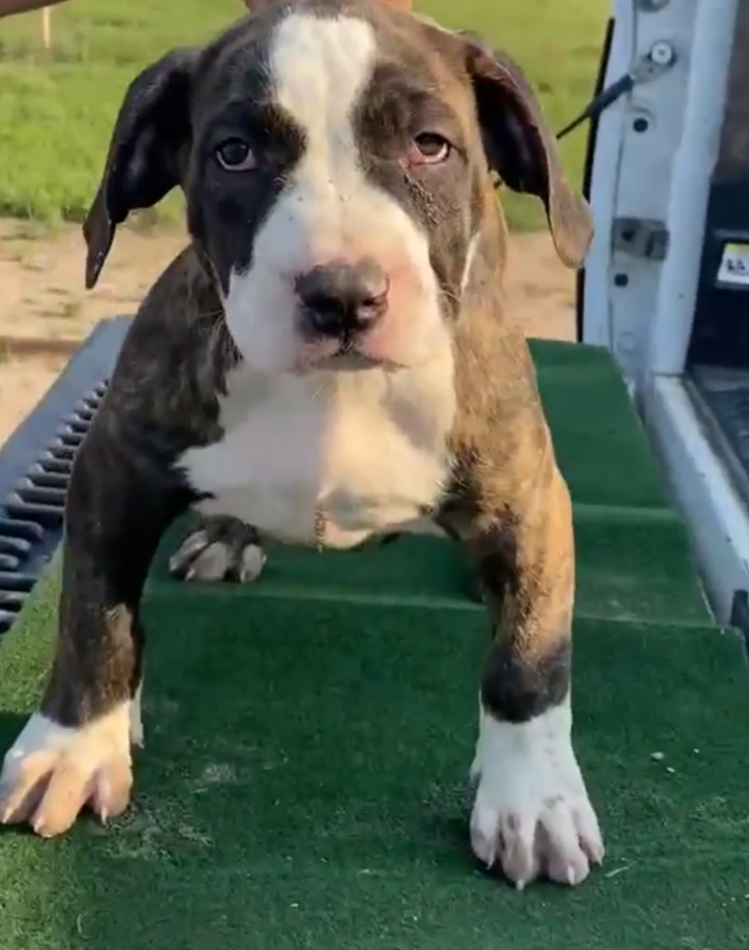 Dog Featured Image