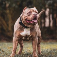 Dog Featured Image
