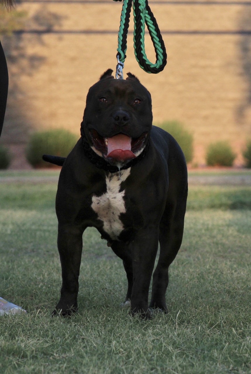 Dog Featured Image