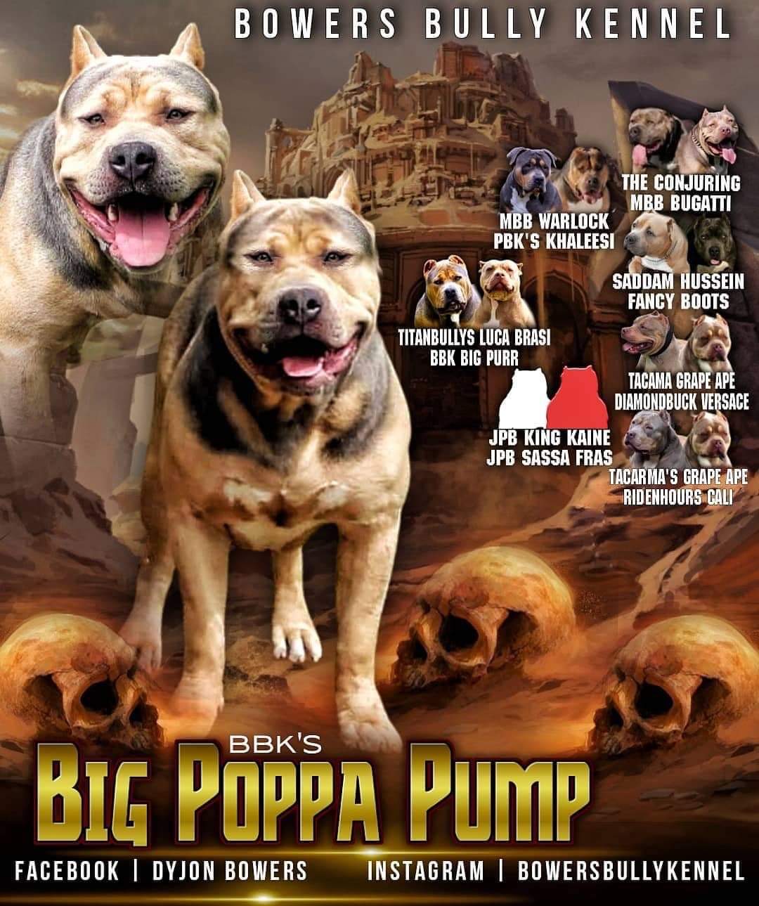 Dog Featured Image