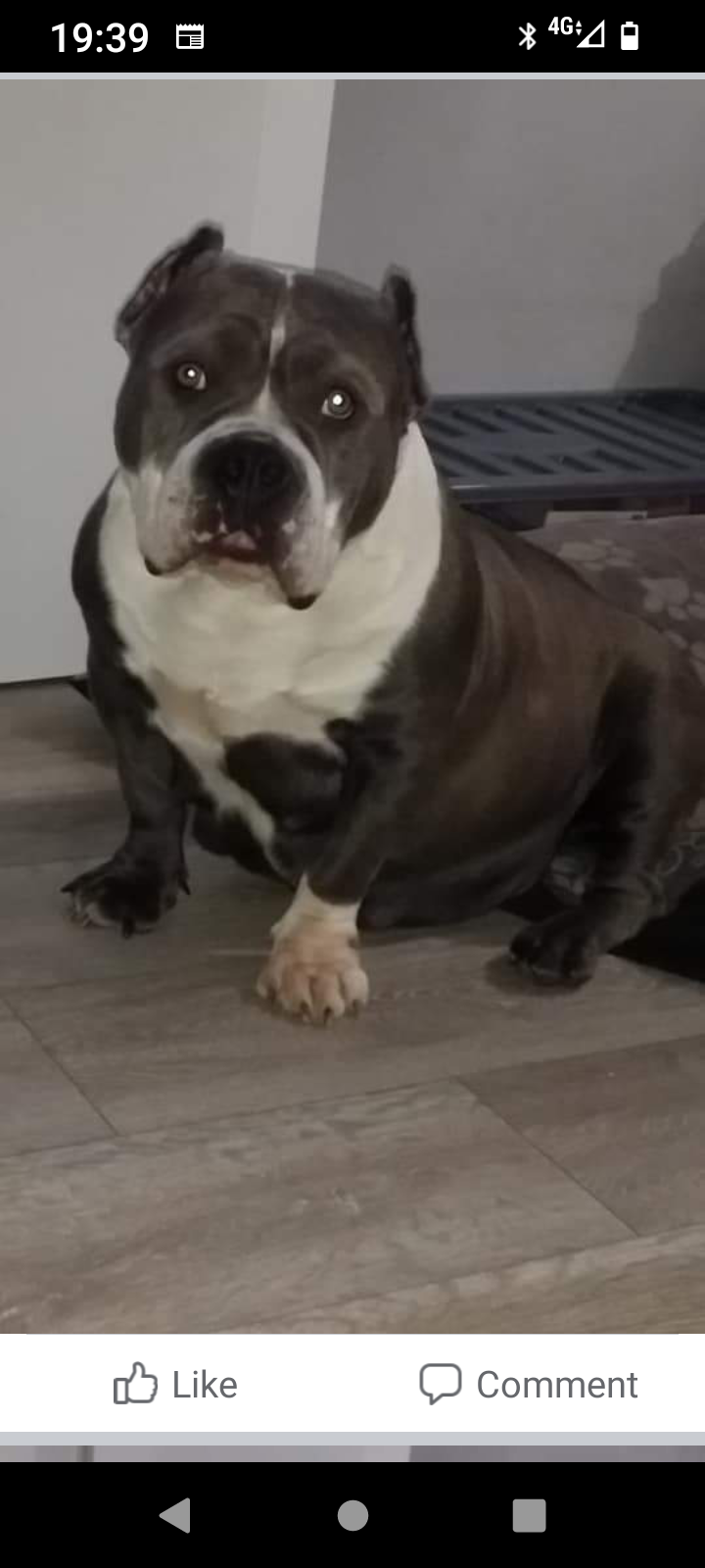 Dog Featured Image
