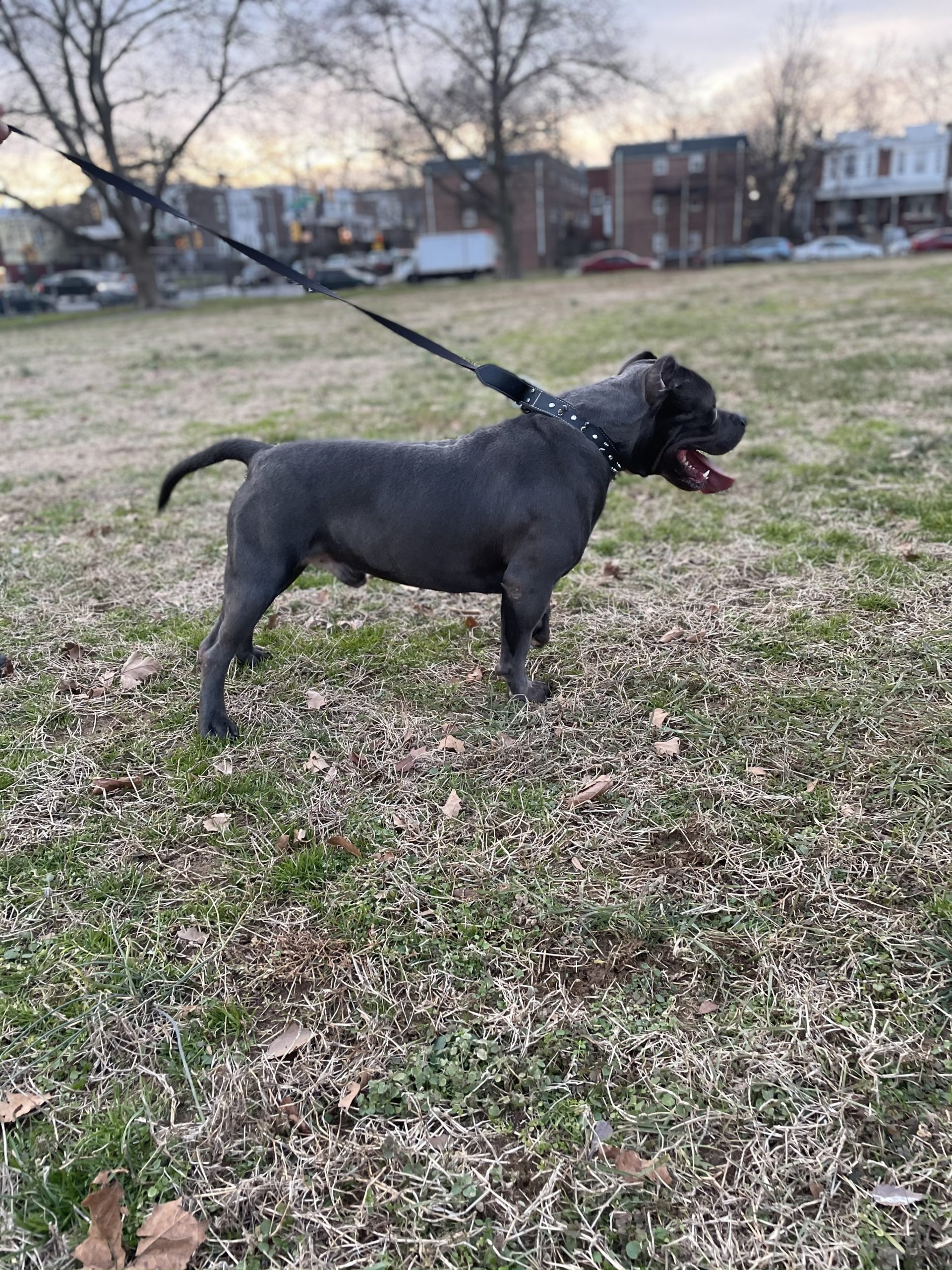 Dog Featured Image