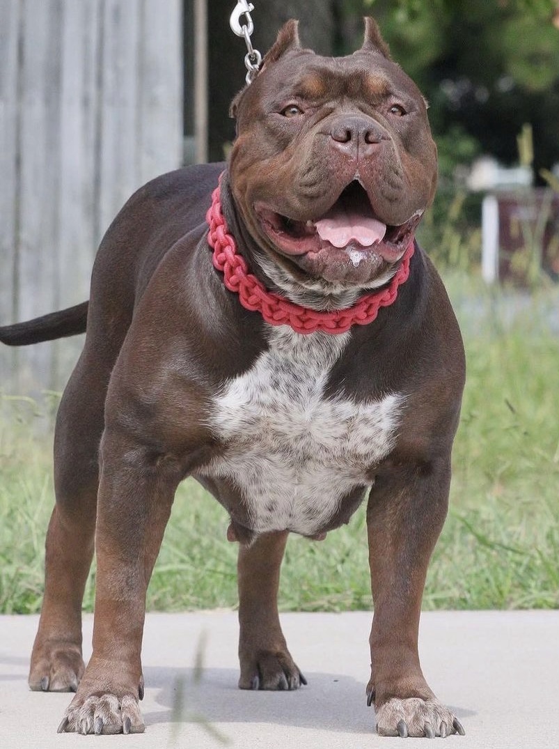 Dog Featured Image