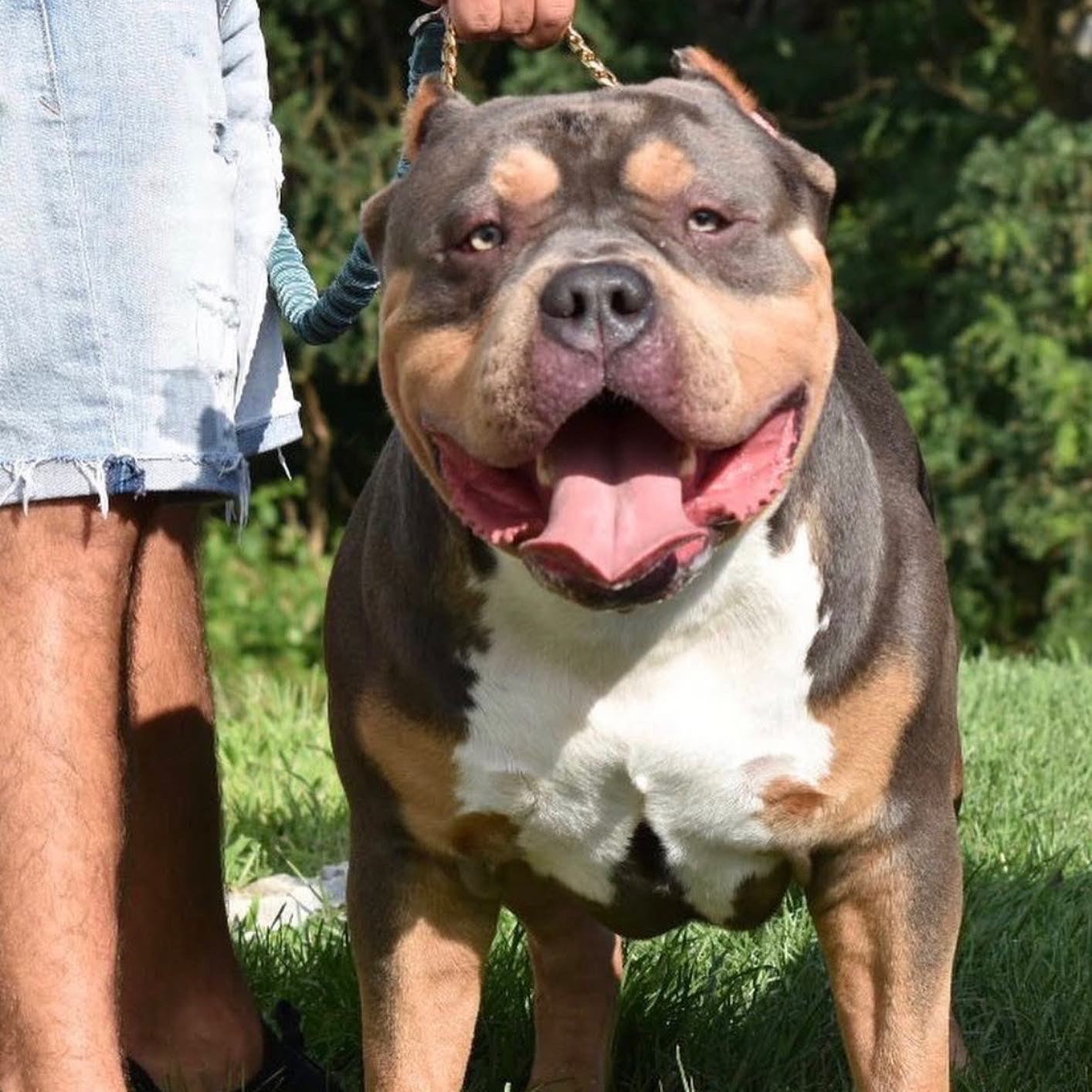 Dog Featured Image