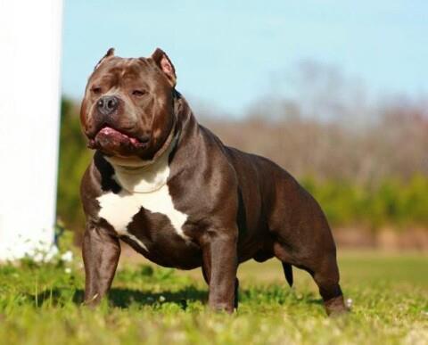 Dog Featured Image