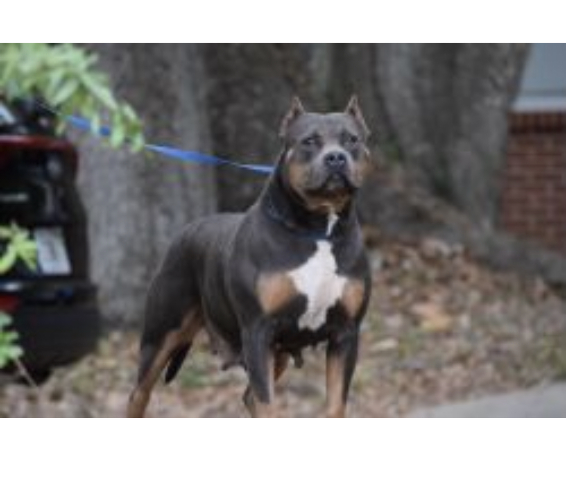 Dog Featured Image