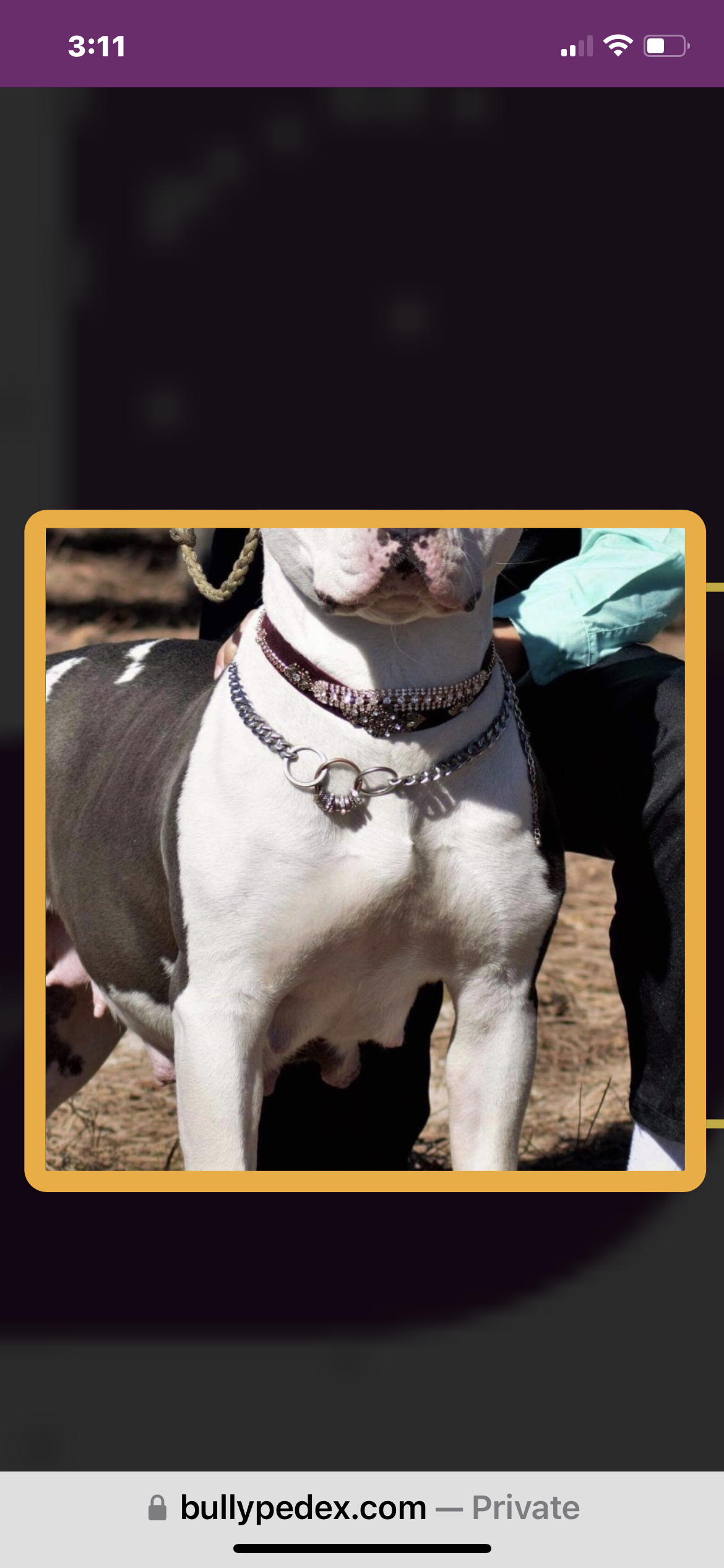 Dog Featured Image
