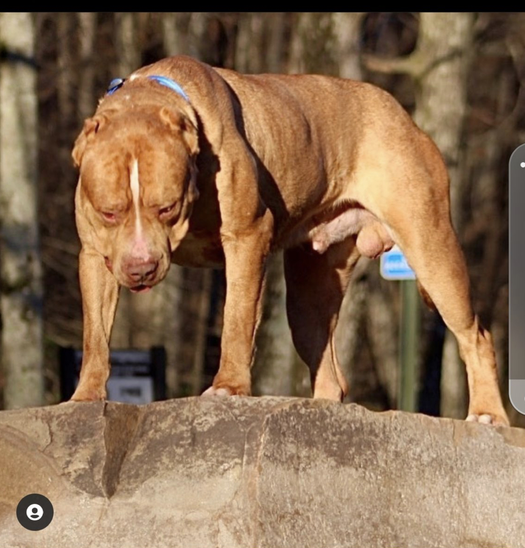 Dog Featured Image