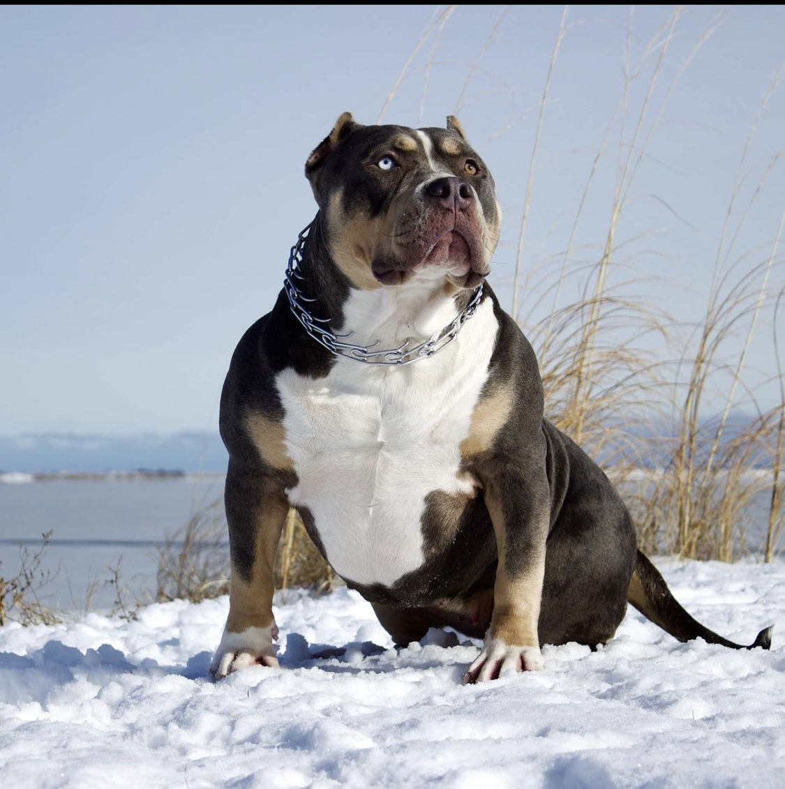 Dog Featured Image