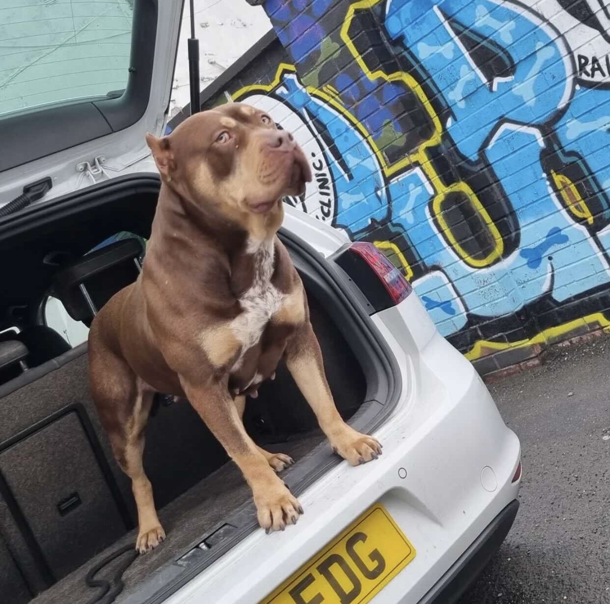 Dog Featured Image