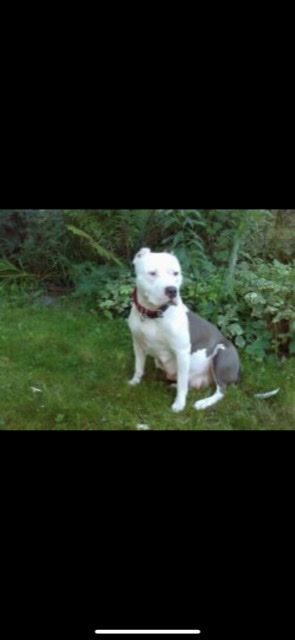 Dog Featured Image