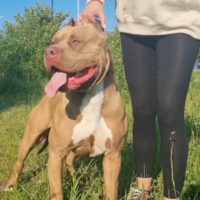 Dog Featured Image