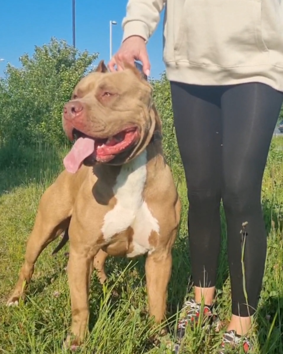 Dog Featured Image