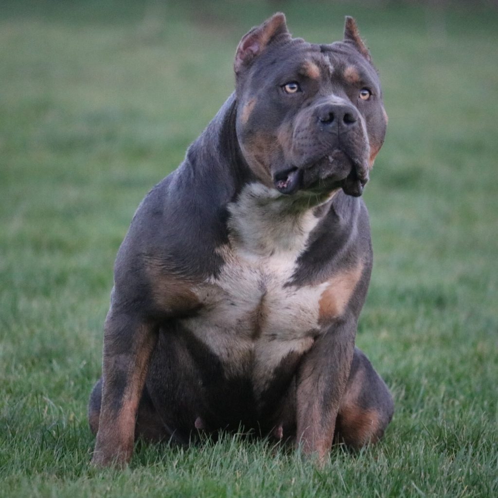 Dog Featured Image