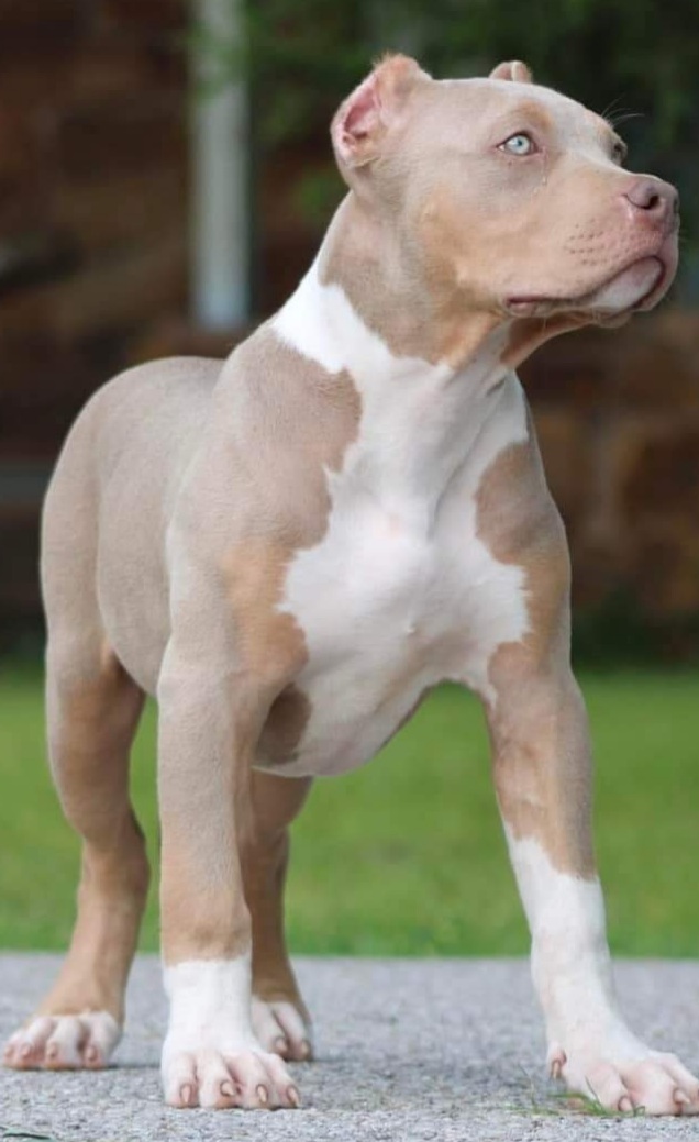 Dog Featured Image