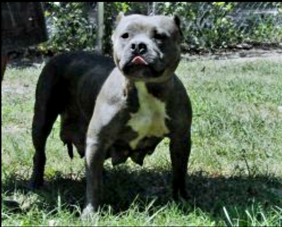 Dog Featured Image
