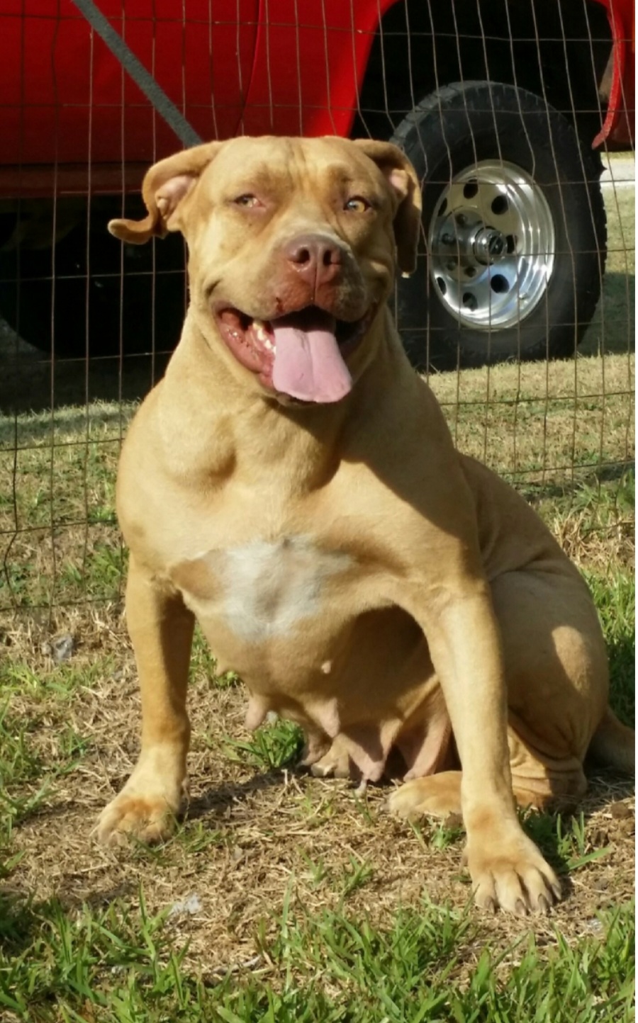 Dog Featured Image