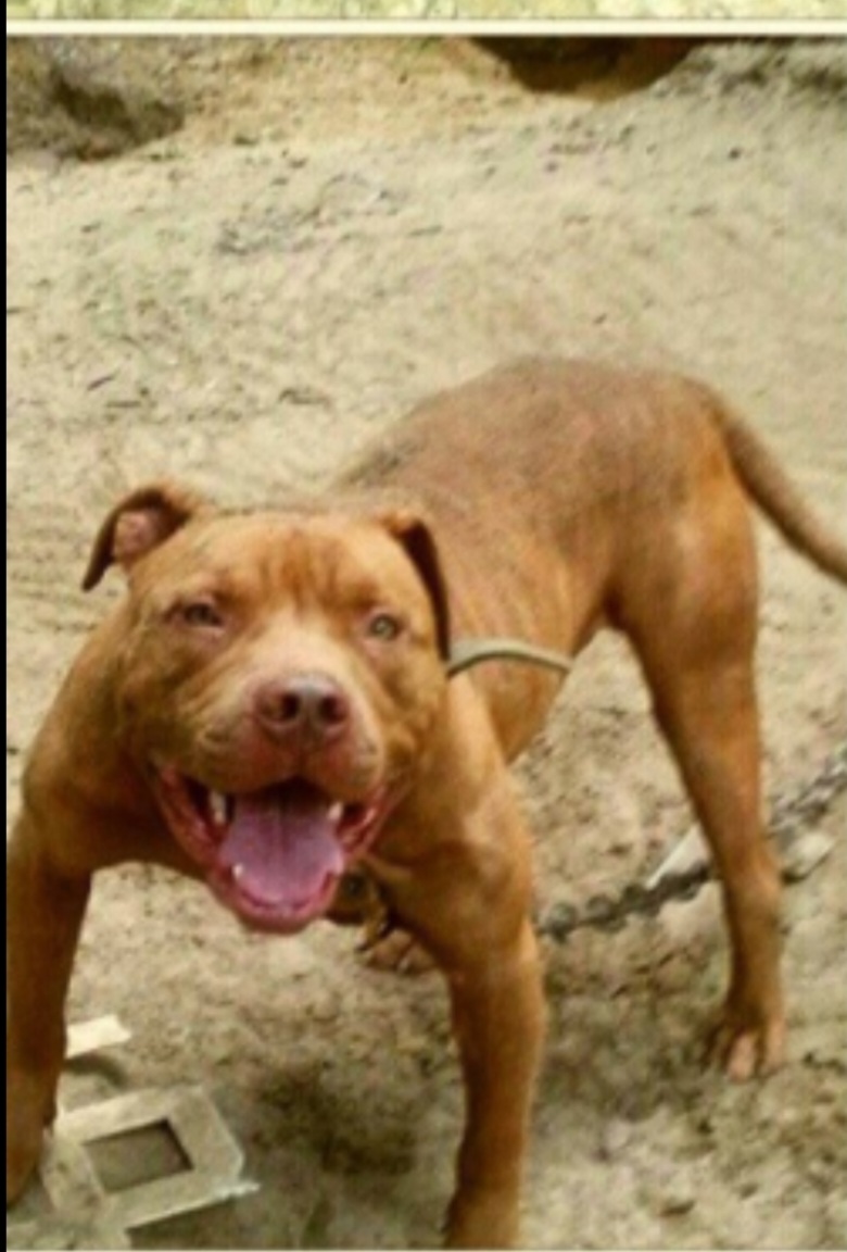 Dog Featured Image