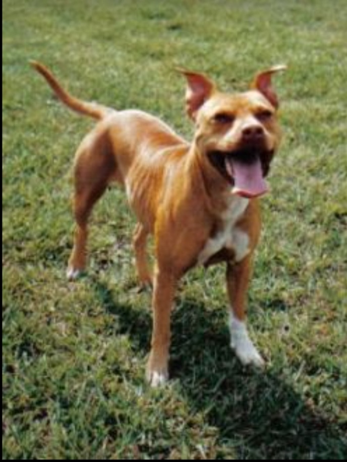 Dog Featured Image