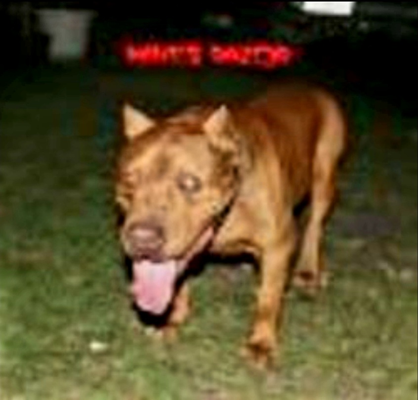 Dog Featured Image