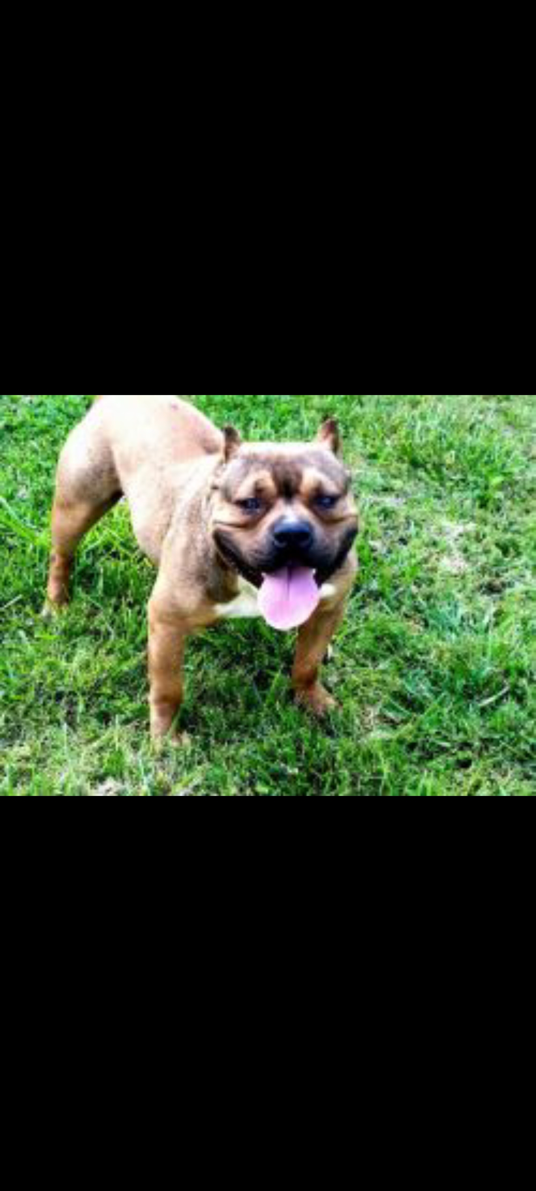 Dog Featured Image