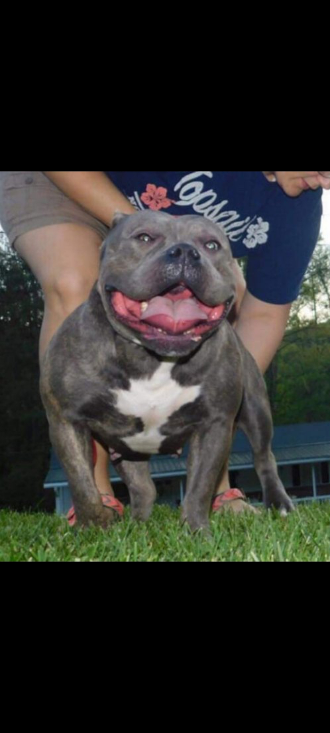 Dog Featured Image