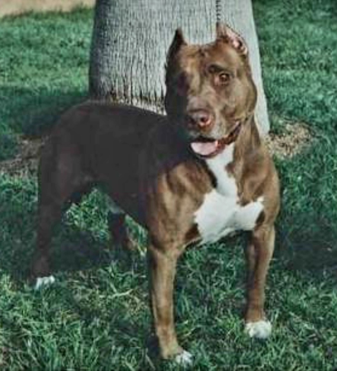 Dog Featured Image