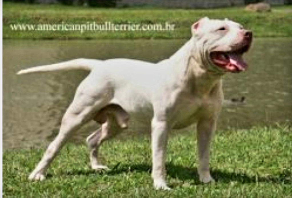 Dog Featured Image