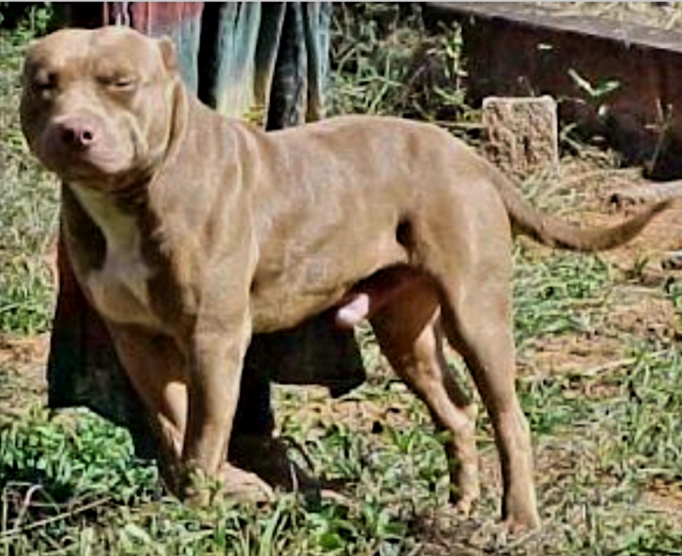 Dog Featured Image