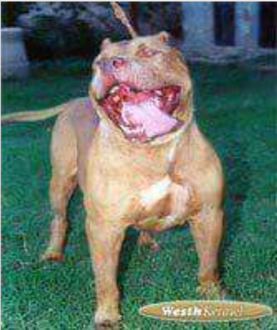 Dog Featured Image